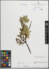 Foto von Salix hastata L.